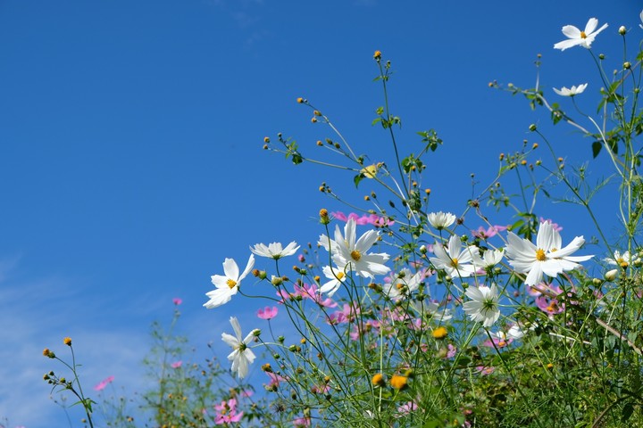 cosmos
