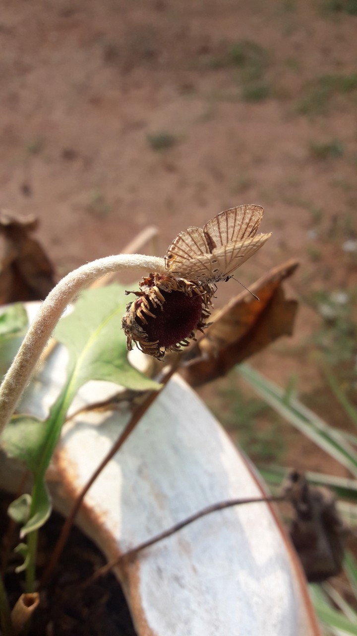 butterfly