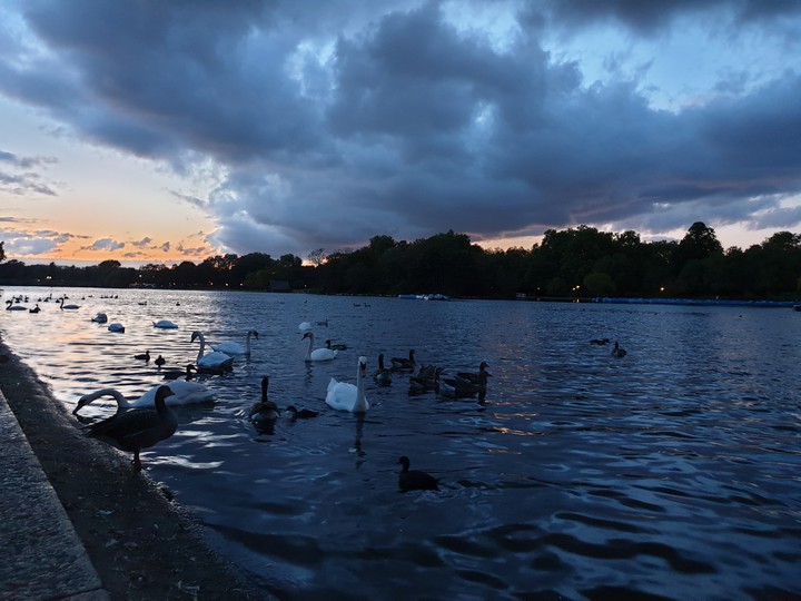 Swan