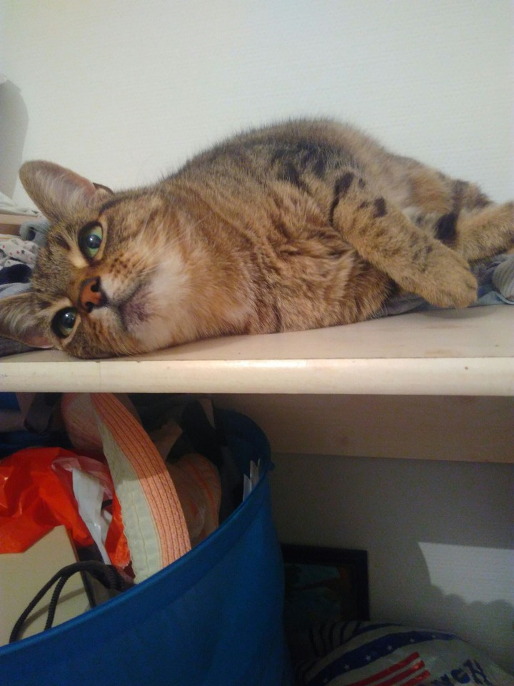 miaou