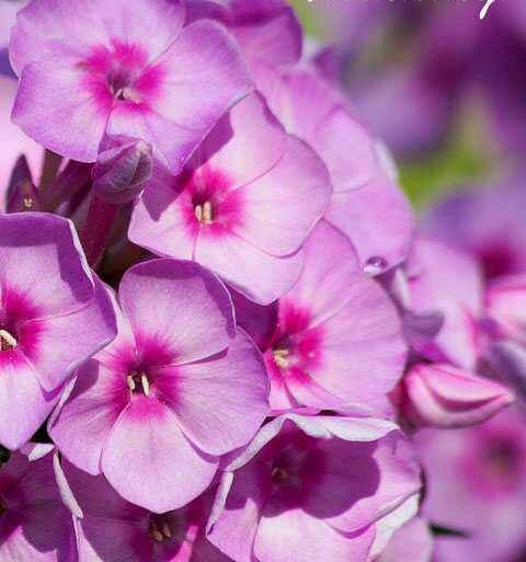 Violet