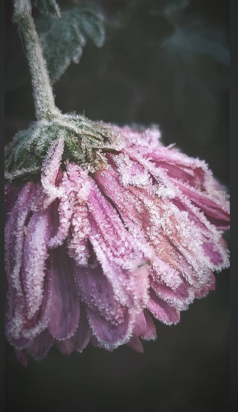 frozen flower