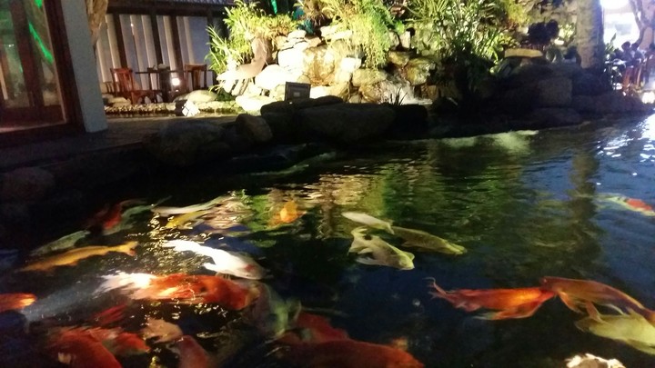 koi fish