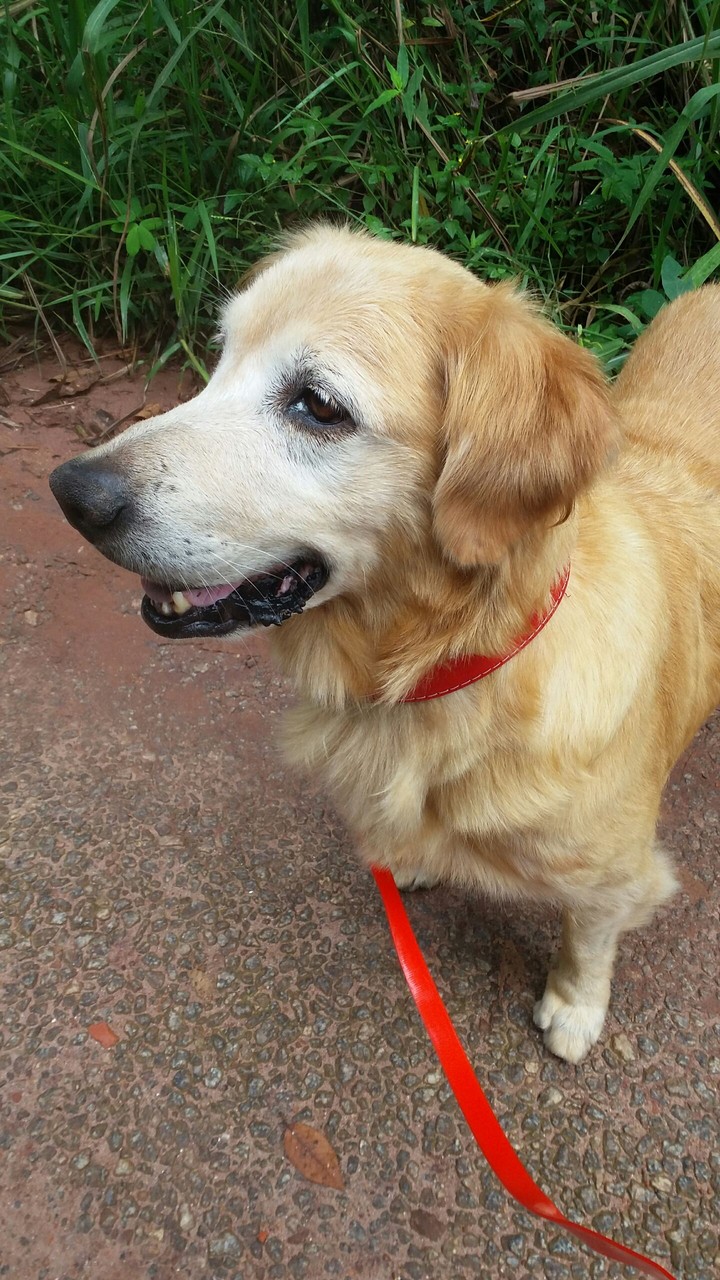 #mel #dog #goldem