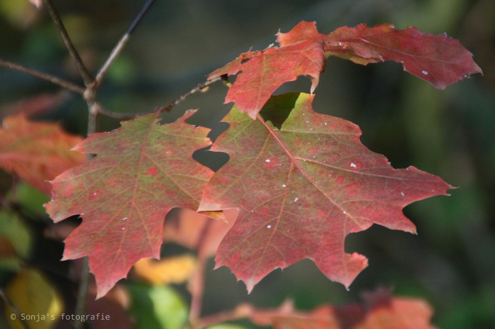 leafs