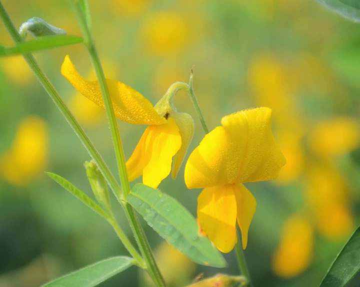 Crotalaria juncea