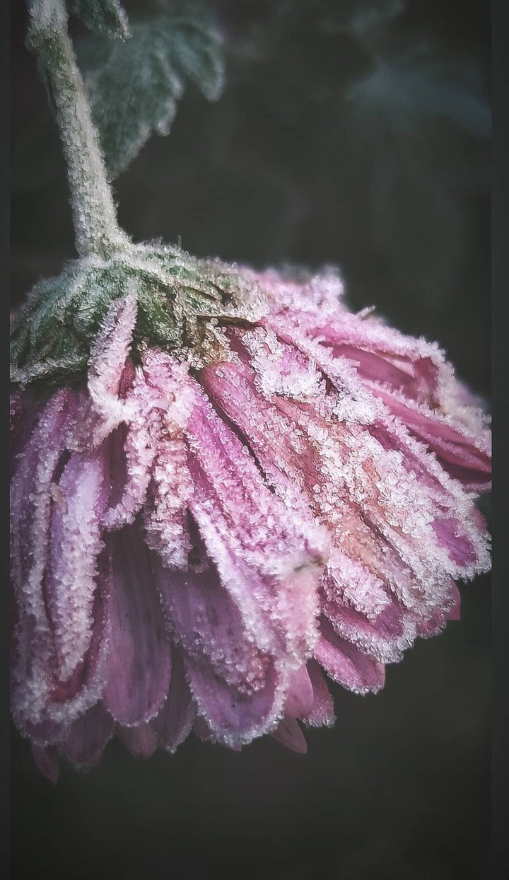 frozen flower
