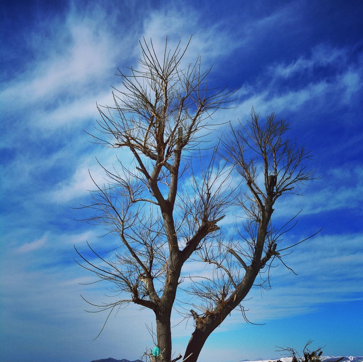 Tree