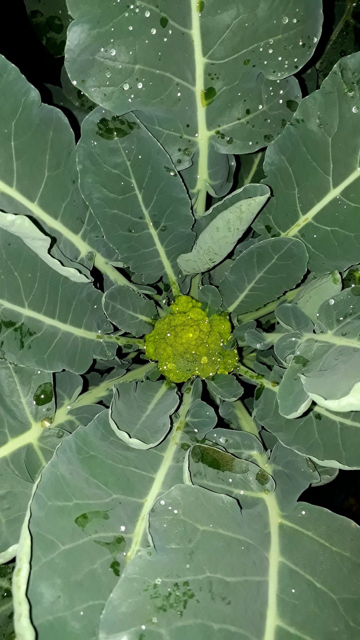 Brocflower