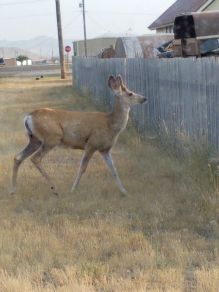 small two point white tail deer