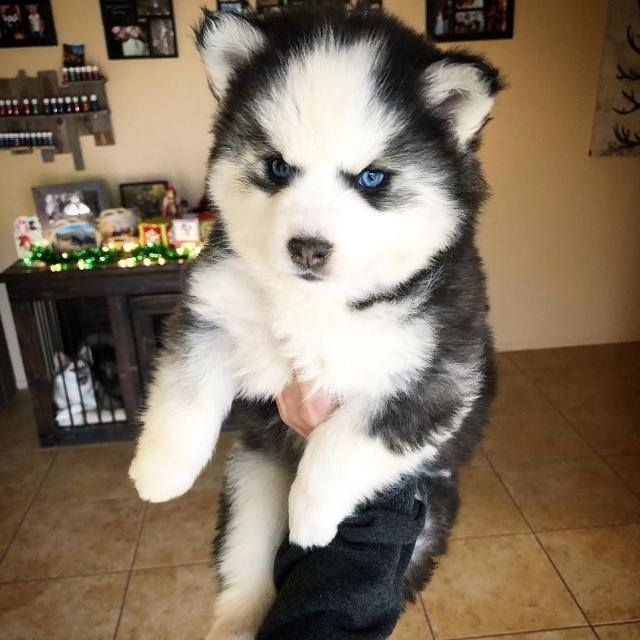 Husky