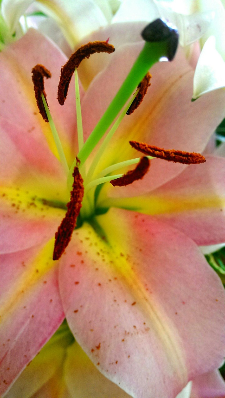 Lily