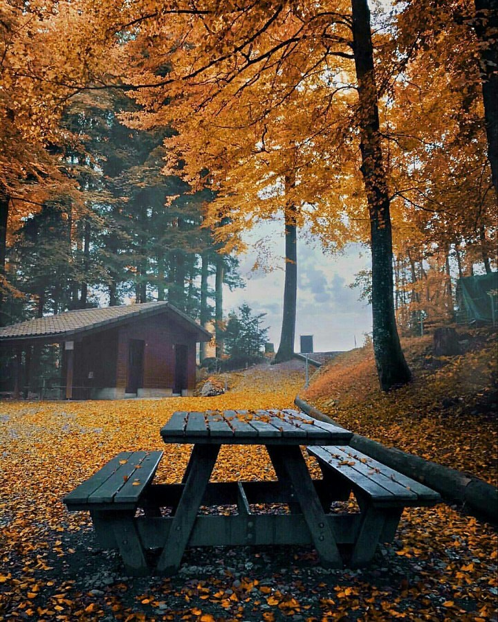 cabine in the Woods . autumn