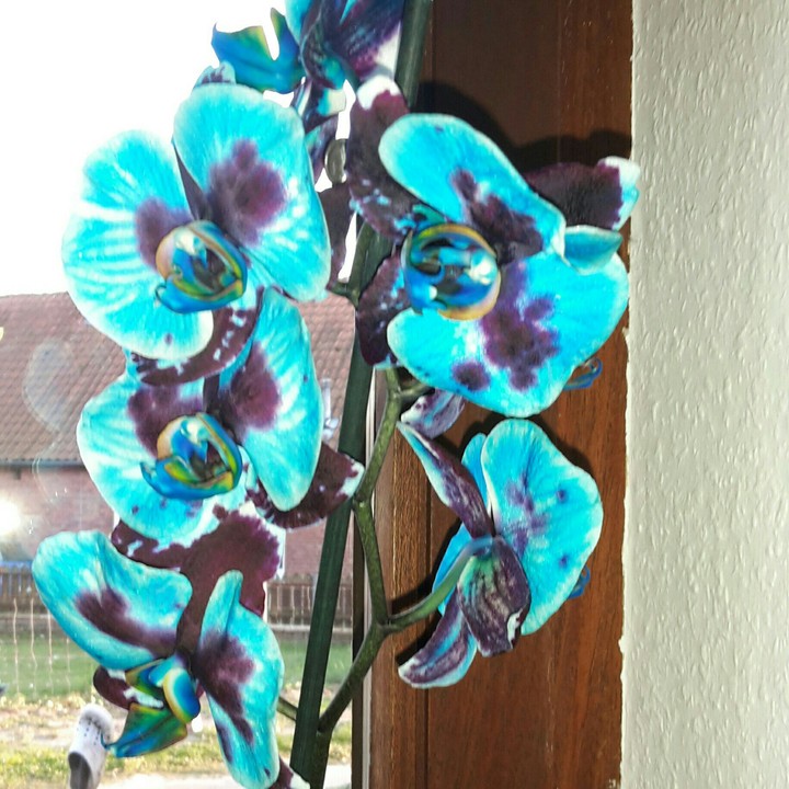 Schöne Blume
