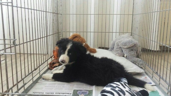 If It's Not A Broder Collie It's Just A Dog