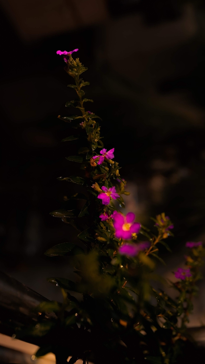 purple beauty