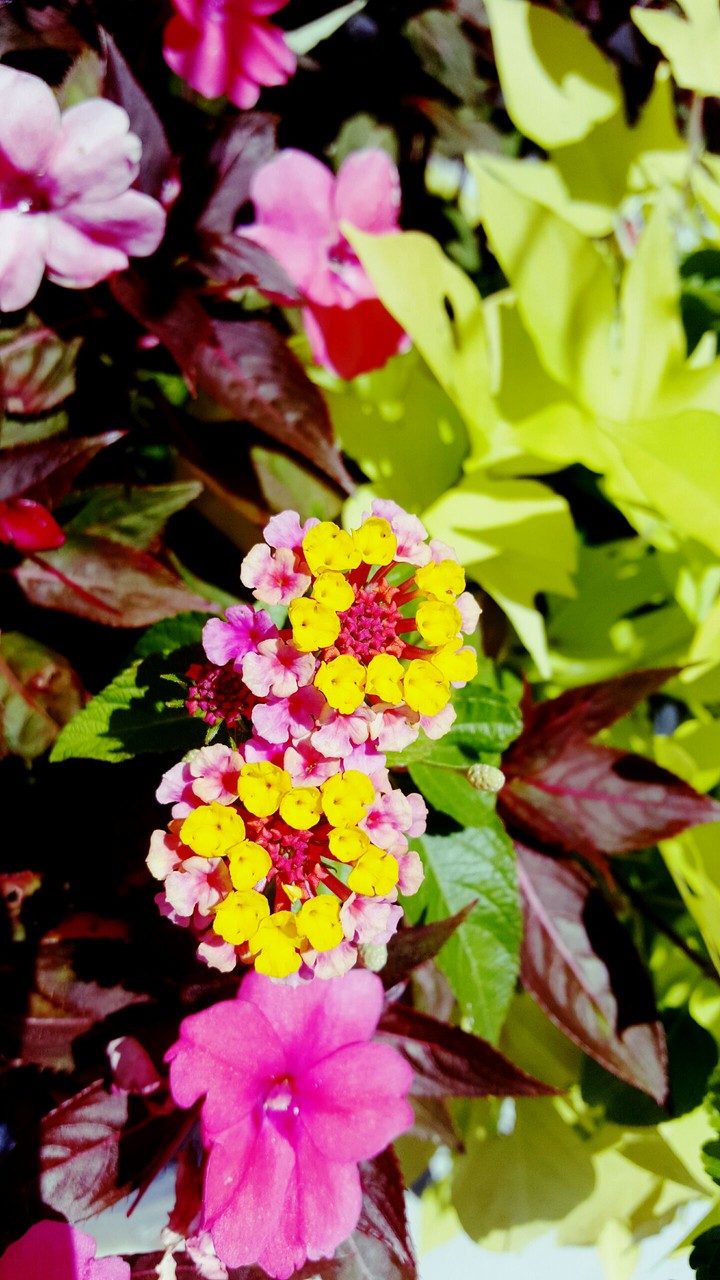 Flowers