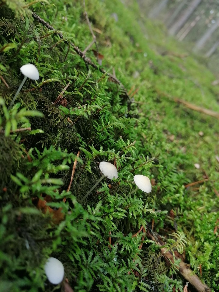mushrooms