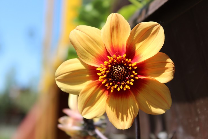 dalia