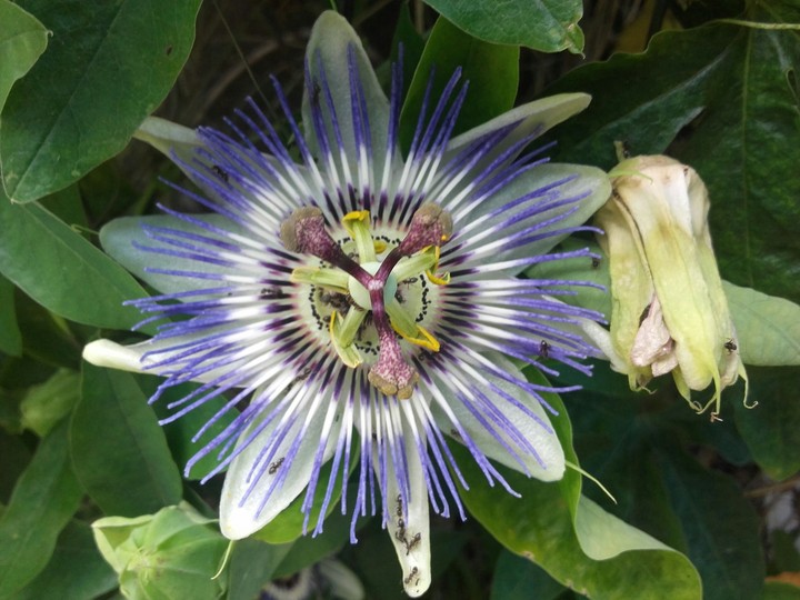 blue flower