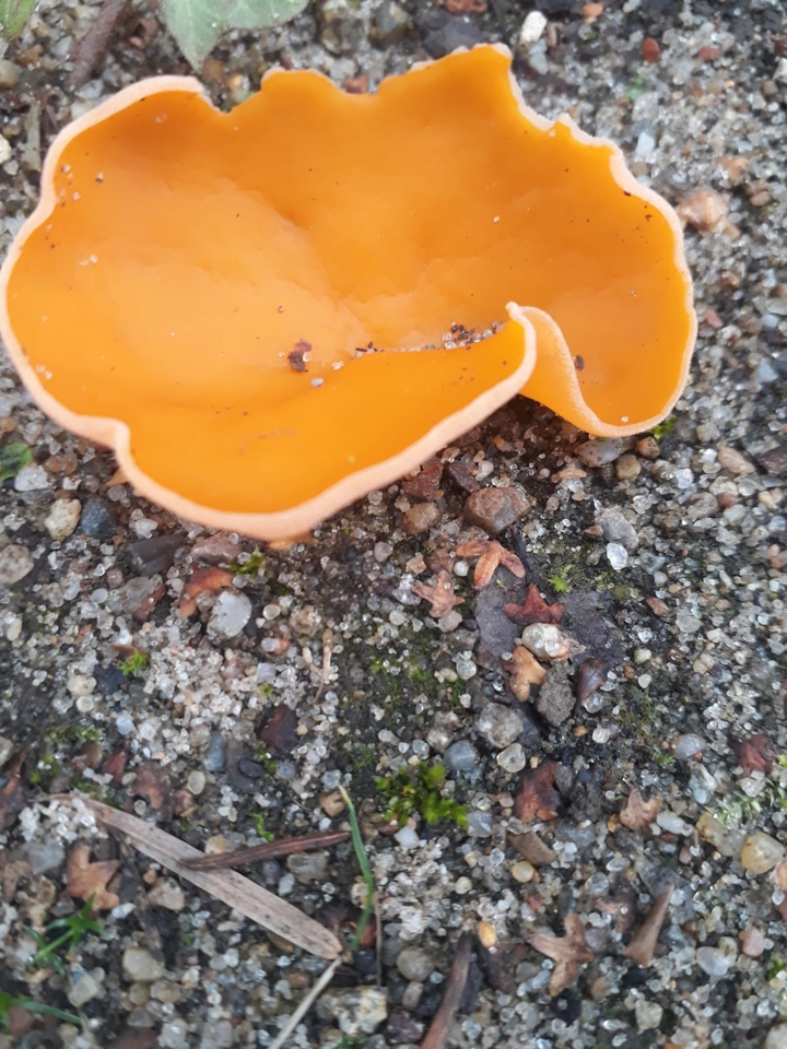 Komischer Pilz