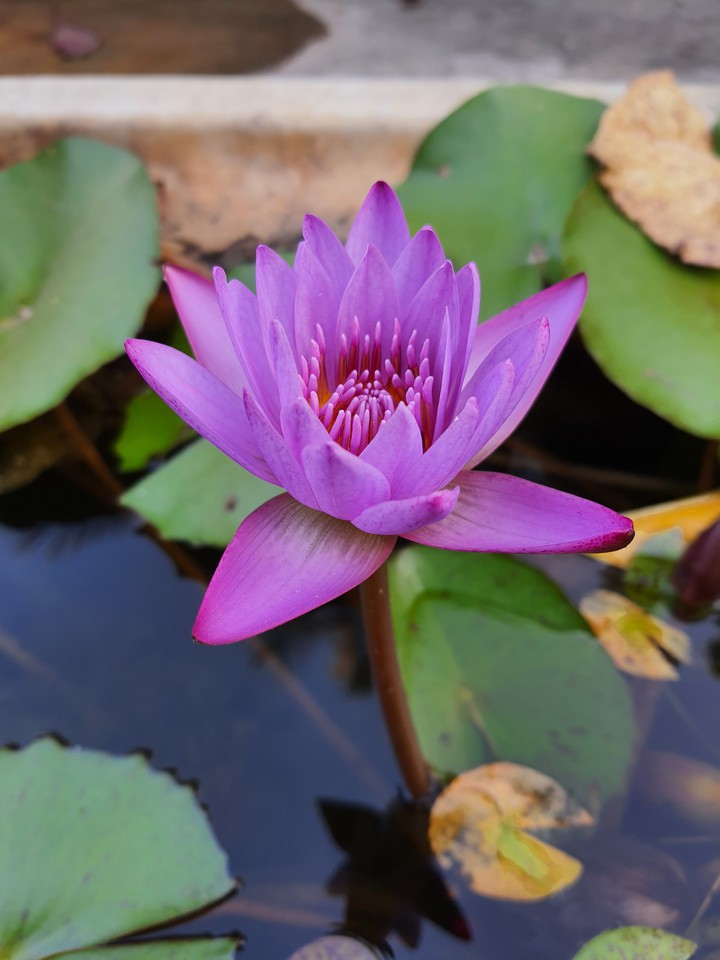 Indian purple lotus.