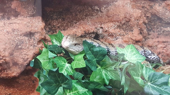 Bluetongue Skink