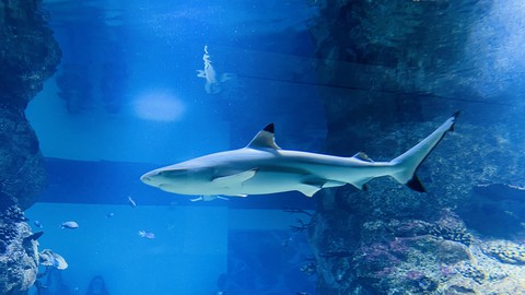 sfondi Fluid, carcharhiniformes