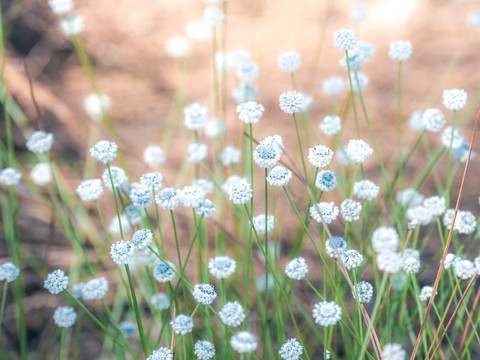 groundcover, forb wallpapers