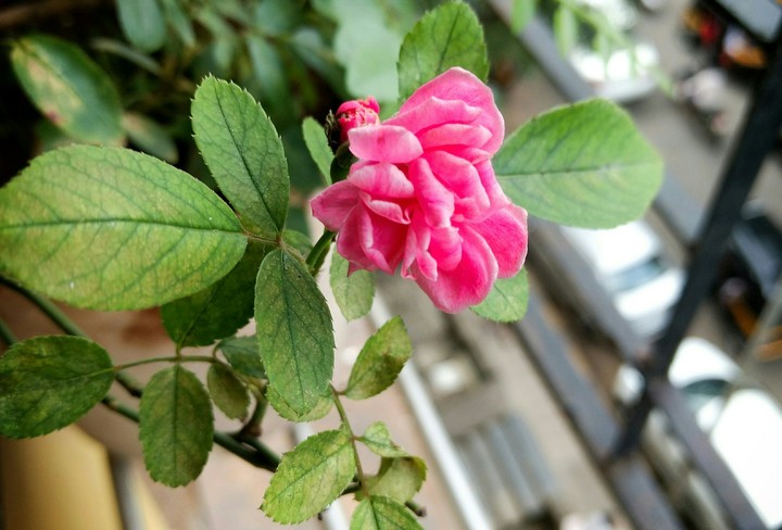 Pink Rose
