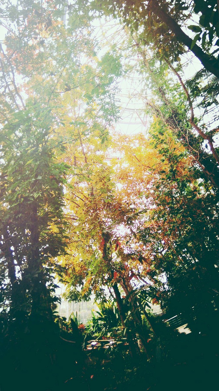 beautiful trees.
