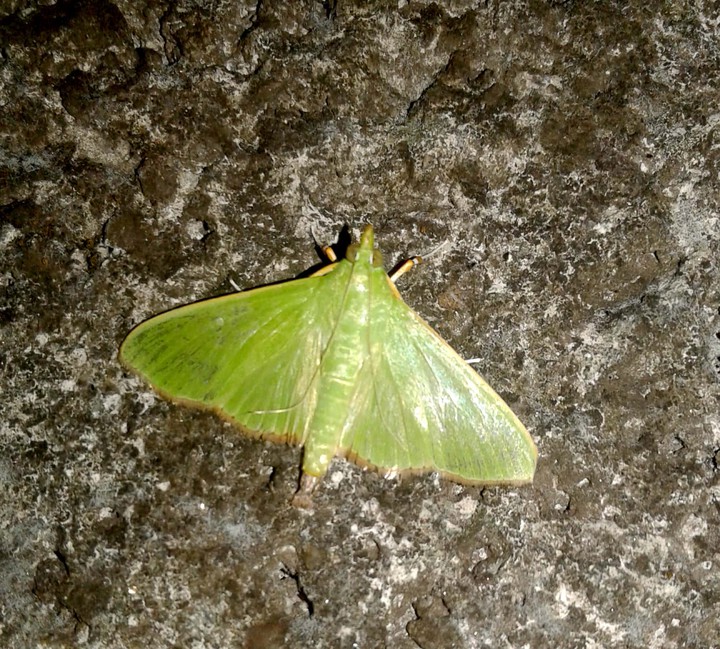 A moth