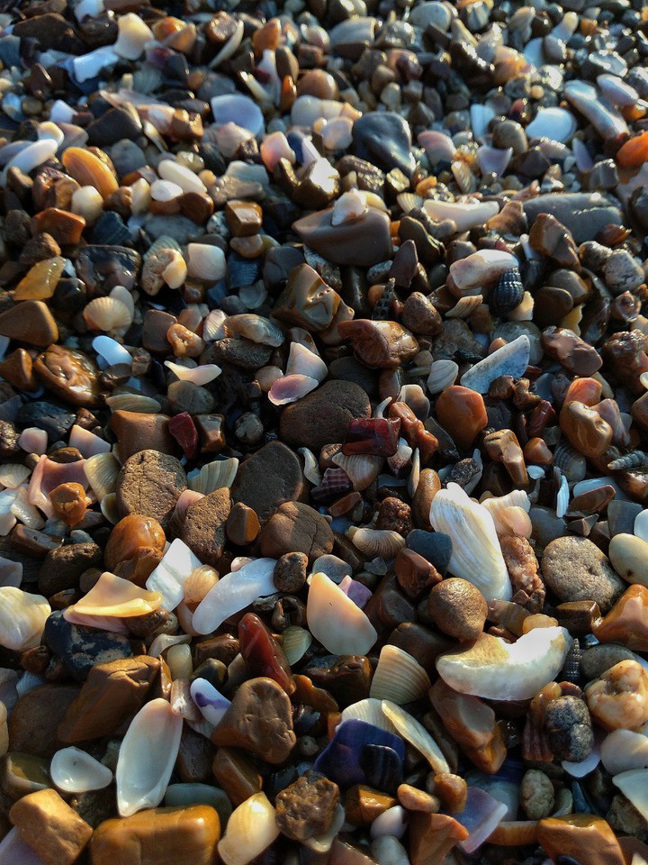 seashells