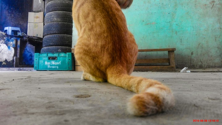 lazy cat