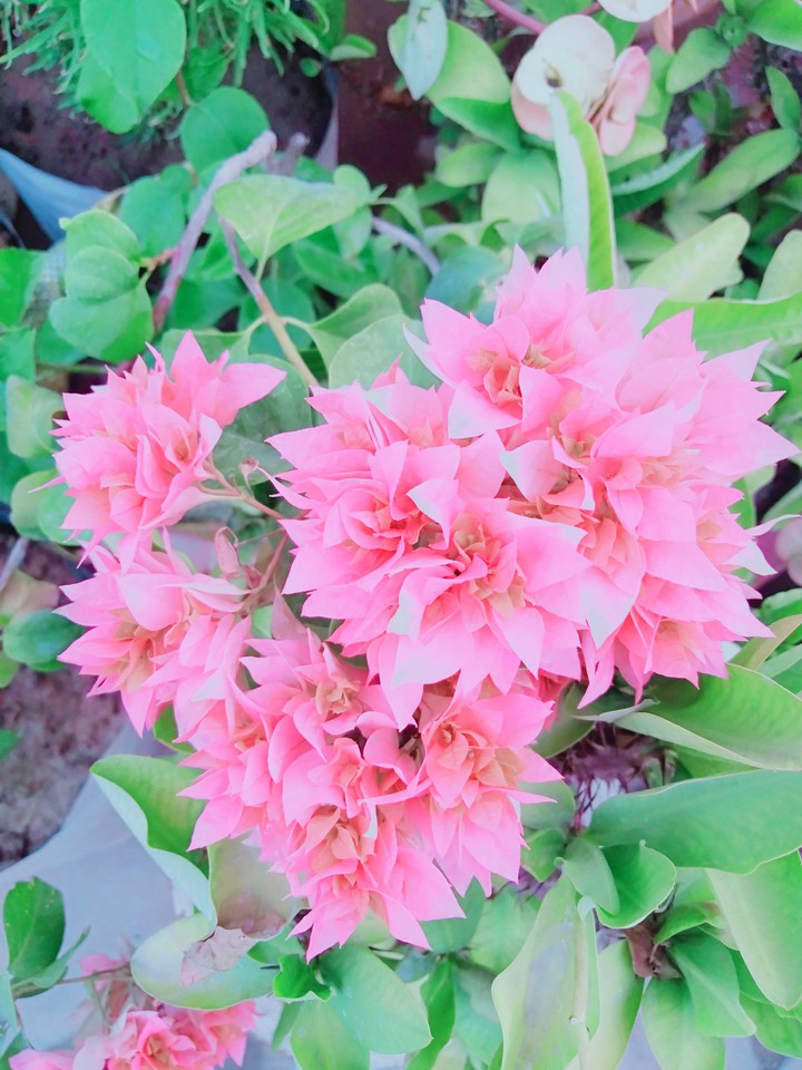 Flower