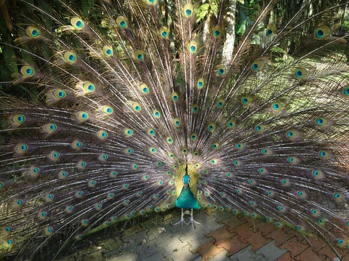 peacock