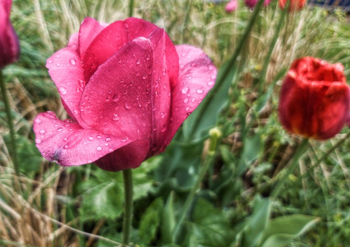 Flower
