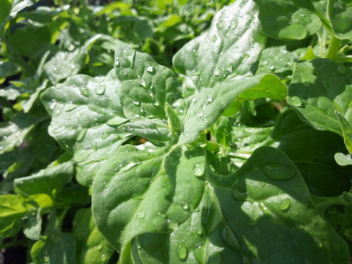 spinach