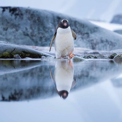 Penguin (Antarctica)