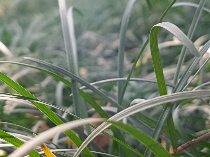 Grass