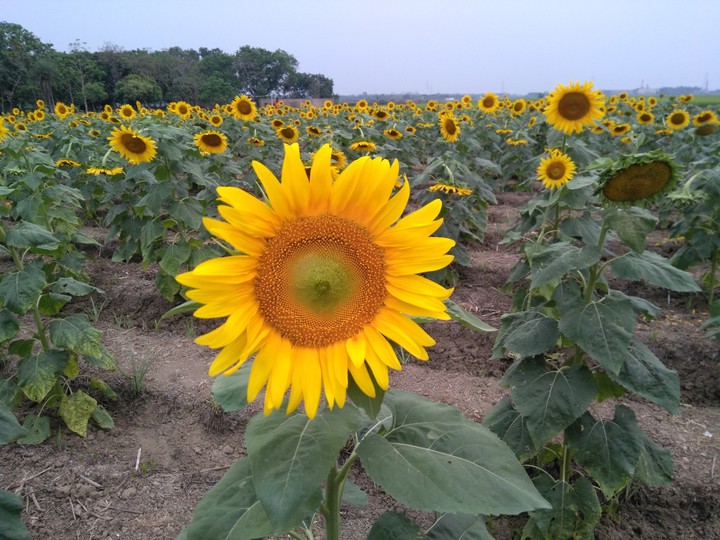 sunflower garden... at evening