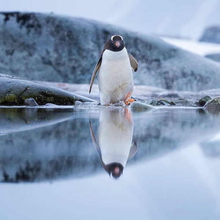 Penguin (Antarctica)