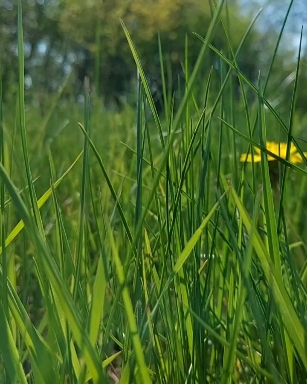 spring
