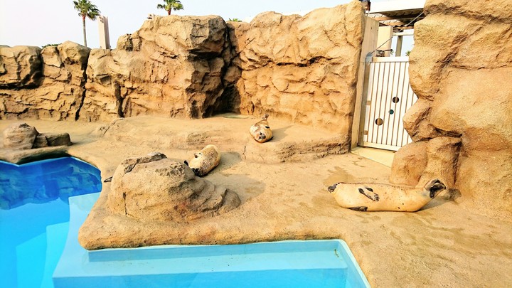 seal