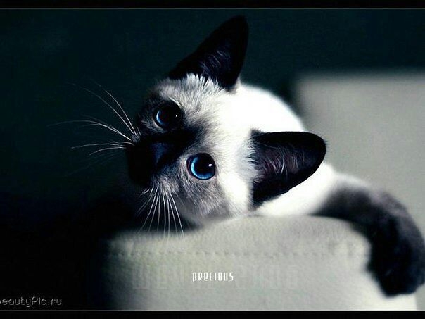 кошка