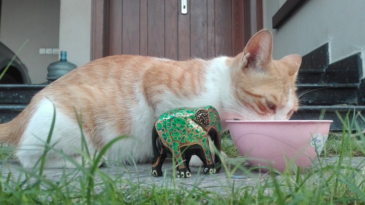 Elephant visits Katty