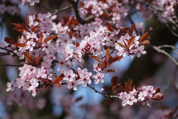 Cherry tree