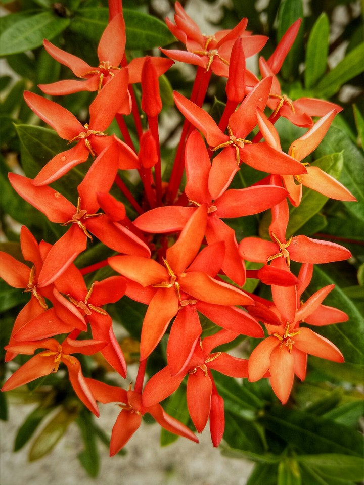 flower