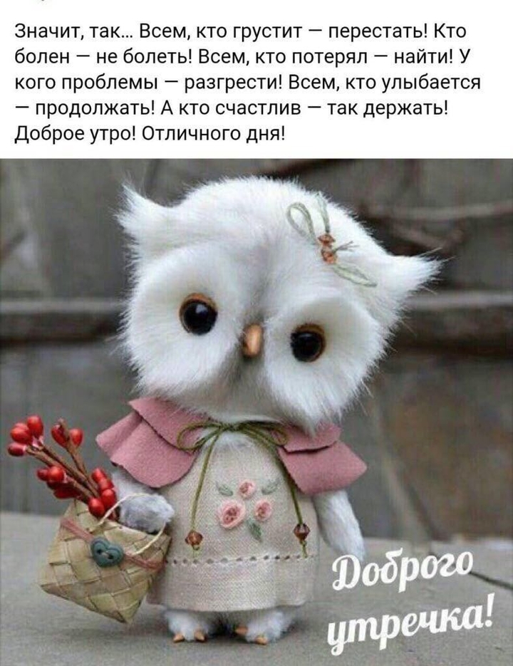хорошенькая совушка