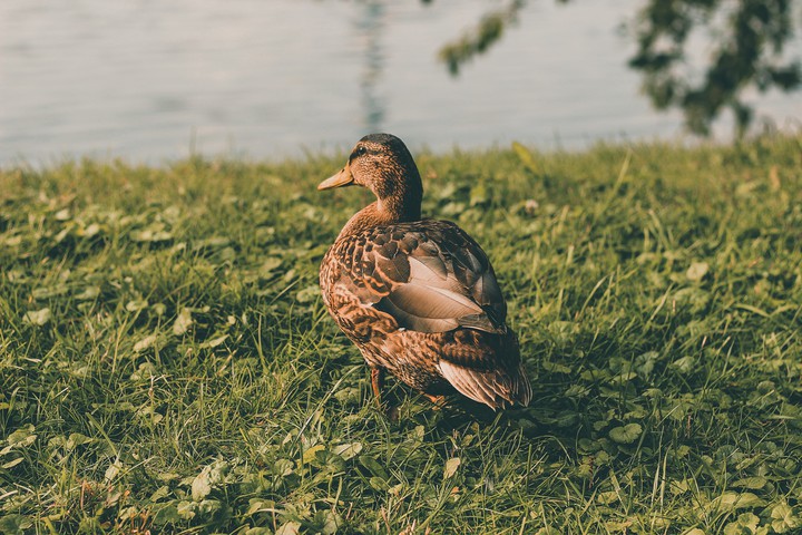 Duck
